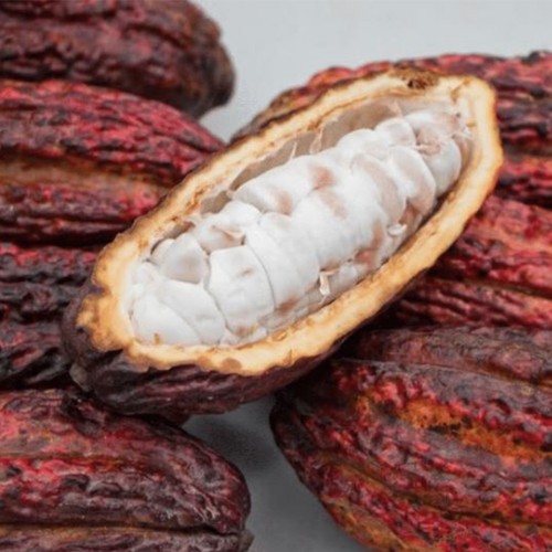 Large Cacao Box (8-10 lbs.) for