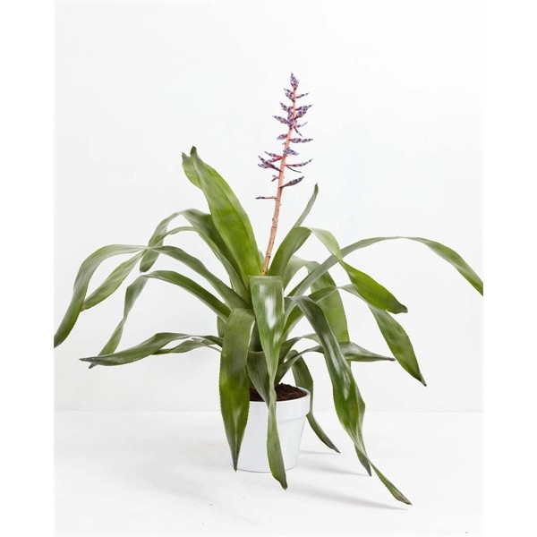 Aechmeas Bromeliad for