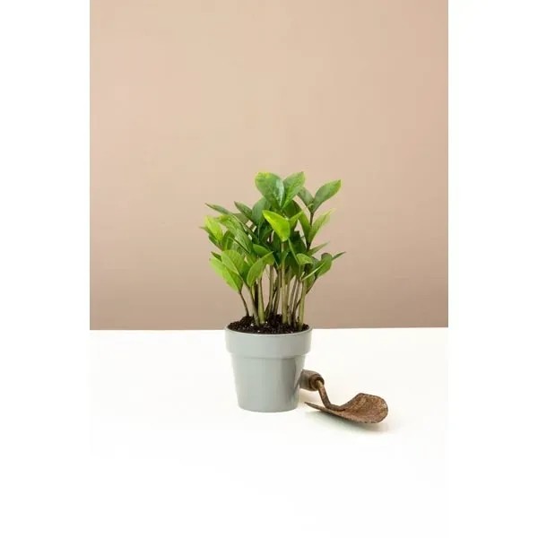 ZZ Plant in Planter for