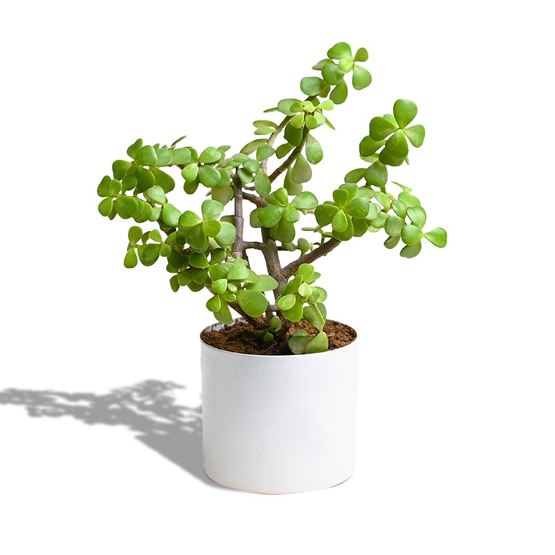 Ceramic Circular Planter - White for