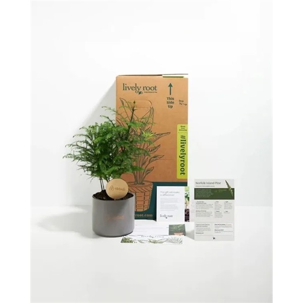 Norfolk Island Pine Plant Kit for