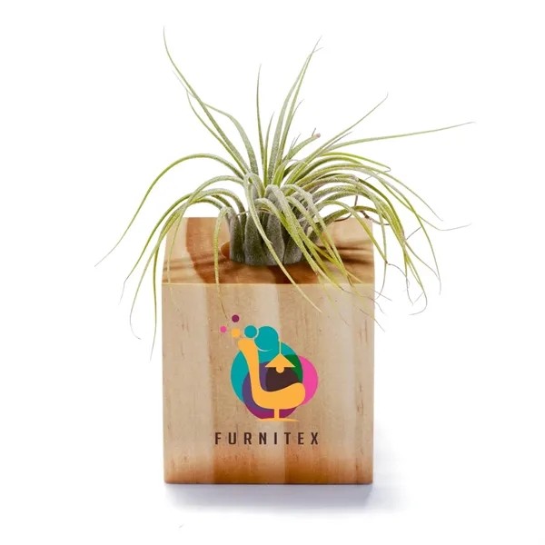 Air Plant for