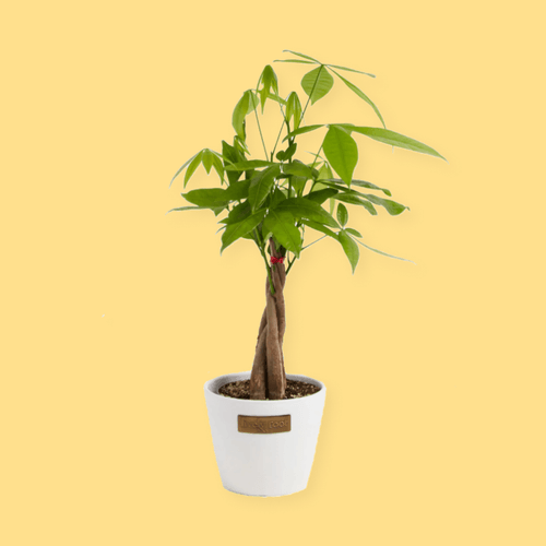 Money Tree & Coconut Eco Pot - Medium for