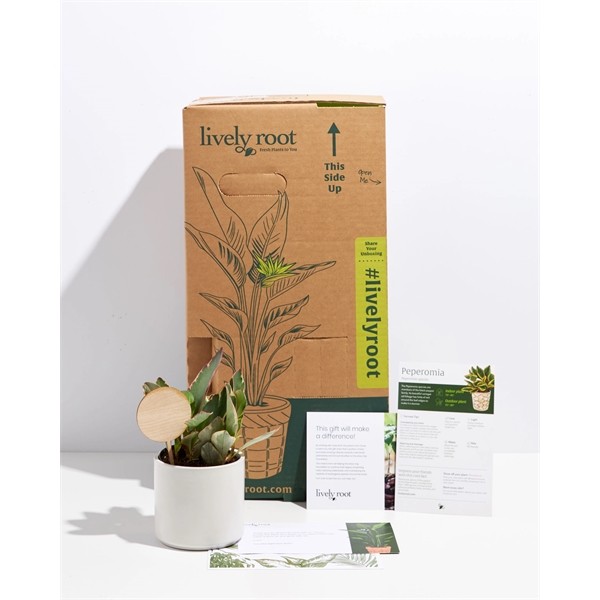 Peperomia Ginny for