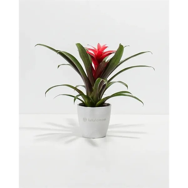 Assorted Bromeliad Plant Kit for