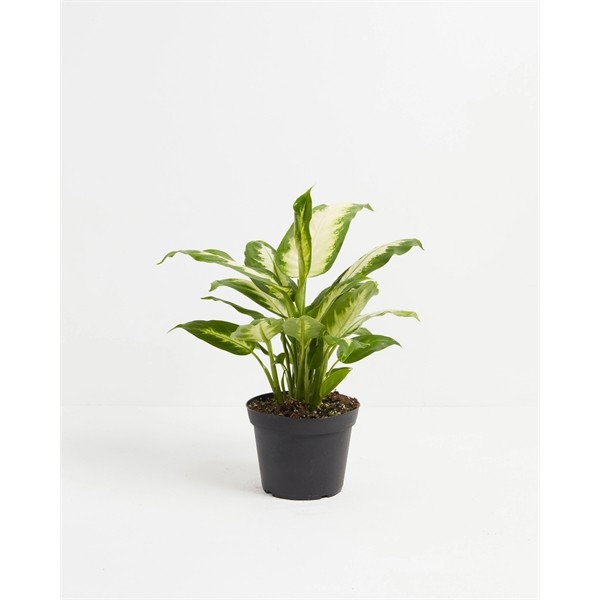 Dieffenbachia Camille for
