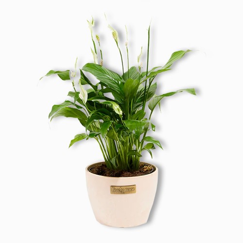 Peace Lily & Macadamia Eco Pot - Small for