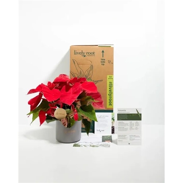 Red Poinsettia Plant Kit for