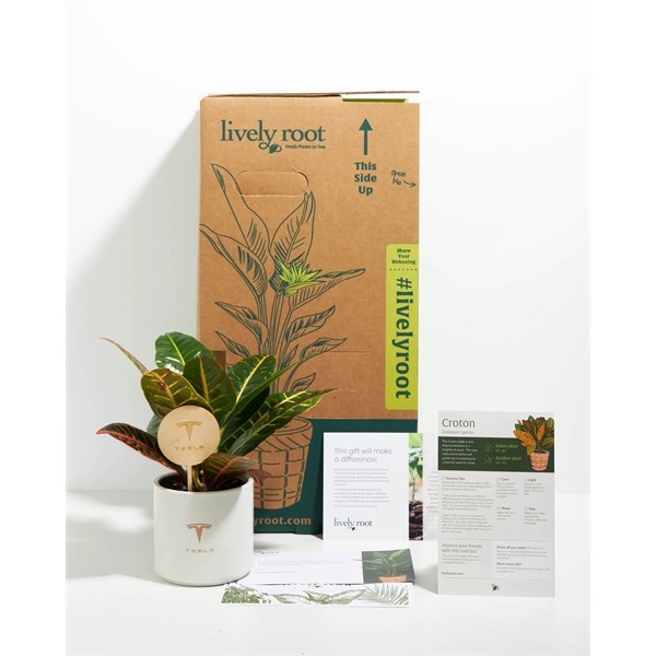 Croton Petra Plant Kit for
