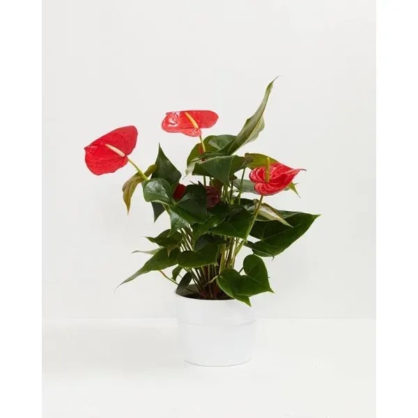 Flamingo Flower for