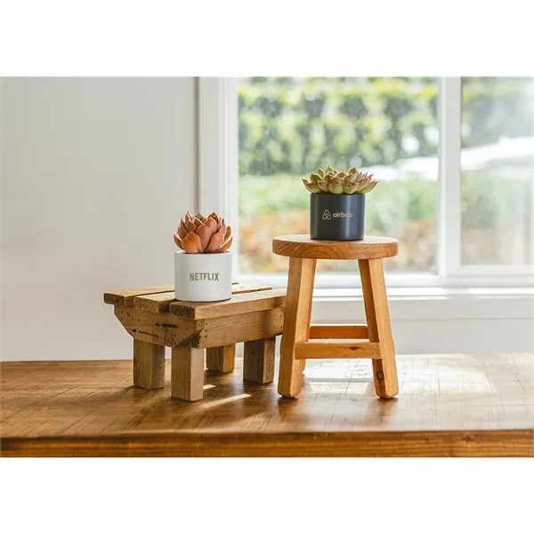 Petite Assorted Succulent Plant Kit for