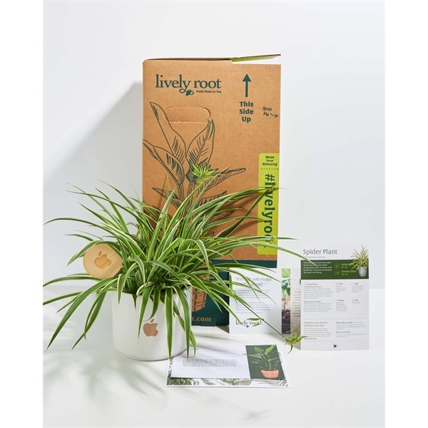 Spider Plant for