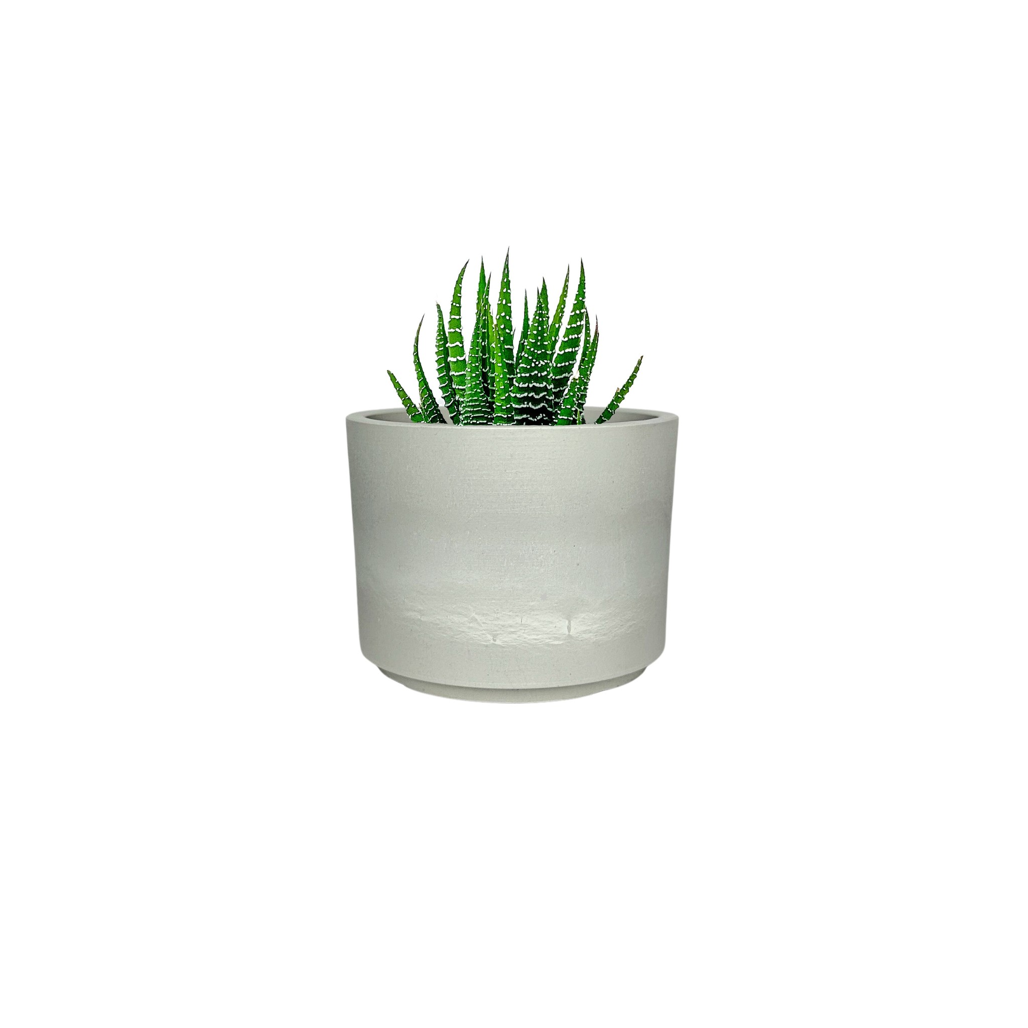 Zebra Succulent in Mini Mason Grey Pot for