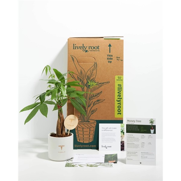 Money Tree Plant Kit for