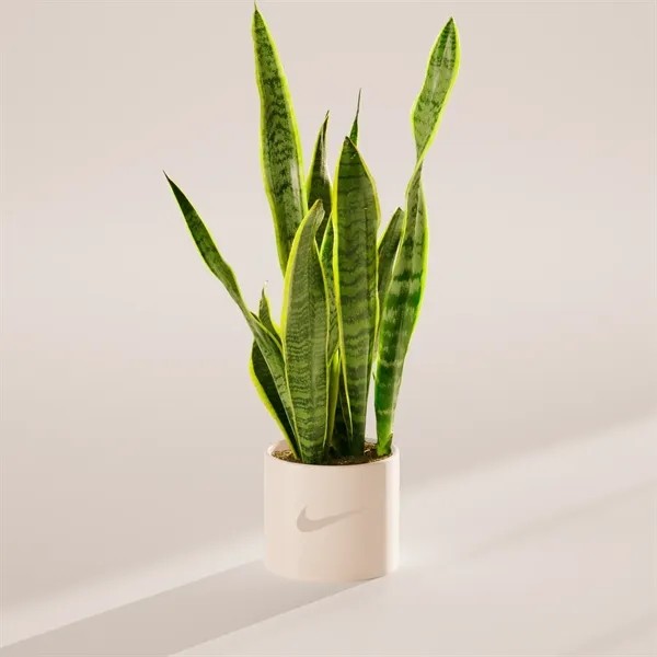 Variegated Laurentii Snake Plant for