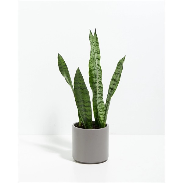 Lil' Bit Zeylanica Snake Plant for
