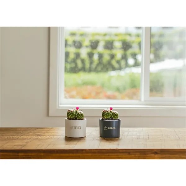 Petite Assorted Cactus Plant Kit for